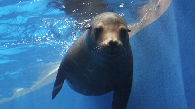 【素泊り】男鹿水族館GAO水族館チケット付♪みんな満足温泉旅行★